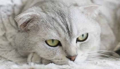 梁靖崑3-2松岛辉空 男团3-2逆转日本进决赛