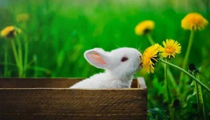 梁靖崑3-2松岛辉空 男团3-2逆转日本进决赛